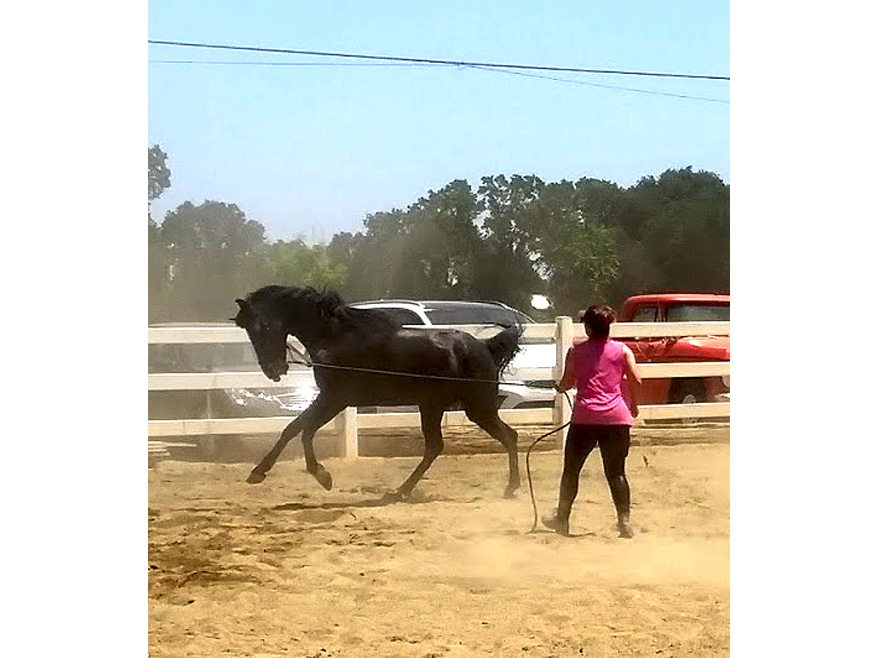 woman training horse